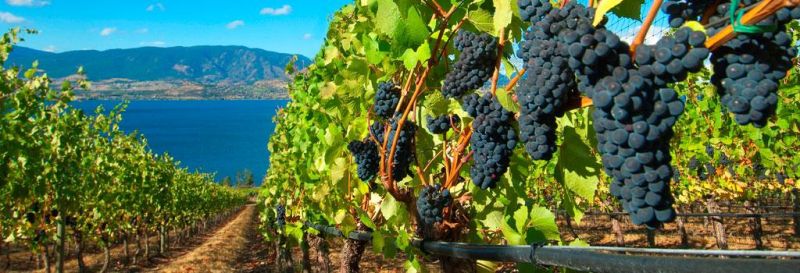 kelowna_wine_trails