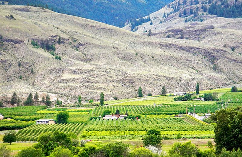oliver_wine_capital_canada_01